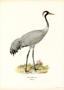 Grúa (litografía en color)