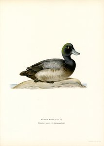 Pato americano (litografía en color) de Magnus Ferdinand and Wilhelm von Wright