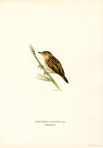 Carricerín cejudo (litografía en color) de Magnus Ferdinand and Wilhelm von Wright