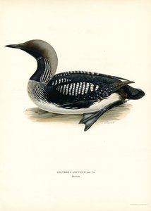 Loon Ártico (litografía en color) de Magnus Ferdinand and Wilhelm von Wright