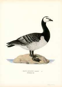 Barnacle Goose (litografía en color)