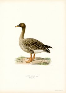 Ganso de las habas (litografía en color) de Magnus Ferdinand and Wilhelm von Wright