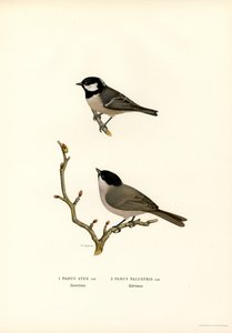 Herrerillo común (litografía en color) de Magnus Ferdinand and Wilhelm von Wright