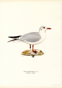 Gaviota cabecinegra (litografía en color) de Magnus Ferdinand and Wilhelm von Wright