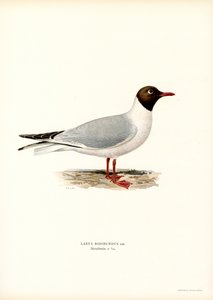 Gaviota cabecinegra (litografía en color)