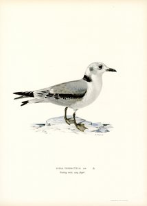 Gaviota negra (litografía en color)