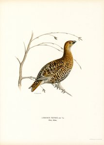 Urogallo negro (litografía en color) de Magnus Ferdinand and Wilhelm von Wright