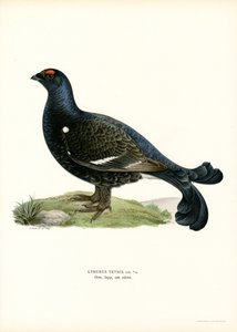 Urogallo negro (litografía en color) de Magnus Ferdinand and Wilhelm von Wright