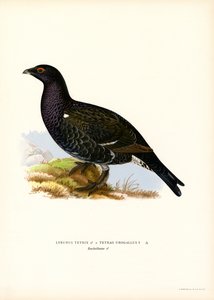Urogallo negro, urogallo occidental (litografía en color) de Magnus Ferdinand and Wilhelm von Wright
