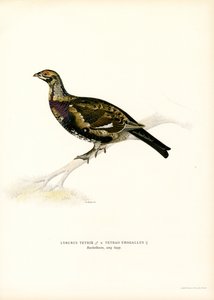 Urogallo negro x Urogallo occidental (litografía en color) de Magnus Ferdinand and Wilhelm von Wright
