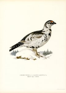 Urogallo negro x perdiz nórdica (litografía en color) de Magnus Ferdinand and Wilhelm von Wright