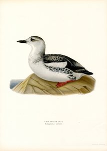 Guillemot negro (litografía en color) de Magnus Ferdinand and Wilhelm von Wright