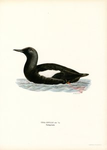 Guillemot negro (litografía en color) de Magnus Ferdinand and Wilhelm von Wright