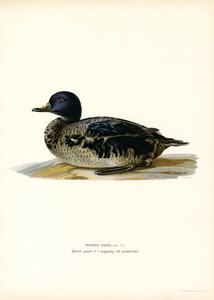 Negrón (litografía en color) de Magnus Ferdinand and Wilhelm von Wright