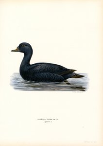 Negrón (litografía en color) de Magnus Ferdinand and Wilhelm von Wright