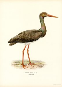 Cigüeña negra (litografía en color) de Magnus Ferdinand and Wilhelm von Wright