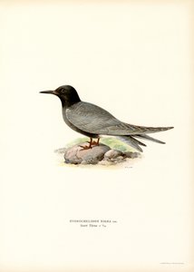 Charrán negro (litografía en color) de Magnus Ferdinand and Wilhelm von Wright