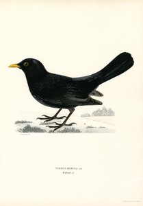 Blackbird (litografía en color)