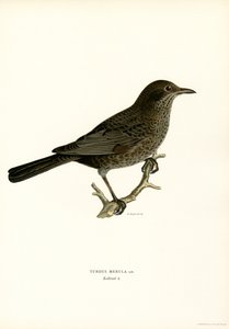 Blackbird (litografía en color) de Magnus Ferdinand and Wilhelm von Wright