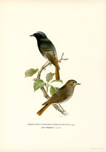 Blackstart (litografía en color) de Magnus Ferdinand and Wilhelm von Wright