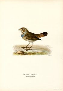 Pechiazul (litografía en color) de Magnus Ferdinand and Wilhelm von Wright