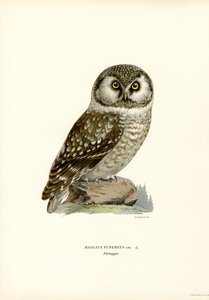 Búho boreal (litografía en color) de Magnus Ferdinand and Wilhelm von Wright