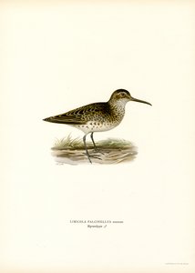 Correlimos de pico ancho (litografía en color) de Magnus Ferdinand and Wilhelm von Wright