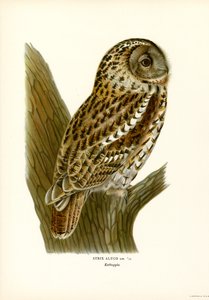 Búho marrón (litografía en color) de Magnus Ferdinand and Wilhelm von Wright
