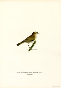 Chiffchaff (litografía en color) de Magnus Ferdinand and Wilhelm von Wright