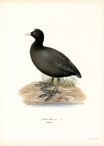 Focha común (litografía en color) de Magnus Ferdinand and Wilhelm von Wright
