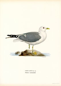 Gaviota común (litografía en color) de Magnus Ferdinand and Wilhelm von Wright