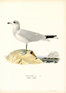 Gaviota común (litografía en color)
