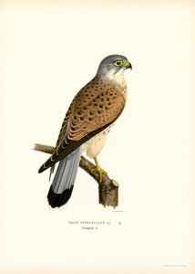 Cernícalo común (litografía en color) de Magnus Ferdinand and Wilhelm von Wright