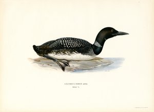 Loon común (litografía en color)