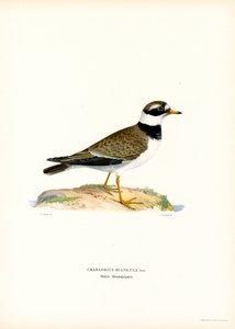 Chorlito común (litografía en color) de Magnus Ferdinand and Wilhelm von Wright