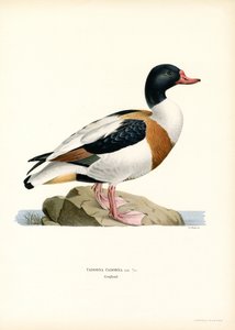 Tarro común (litografía en color) de Magnus Ferdinand and Wilhelm von Wright