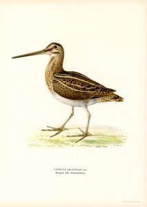 Agachadiza común (litografía en color) de Magnus Ferdinand and Wilhelm von Wright