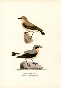 Collalba común (litografía en color) de Magnus Ferdinand and Wilhelm von Wright