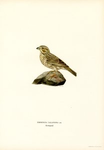 Escarabajo de maíz (litografía en color) de Magnus Ferdinand and Wilhelm von Wright