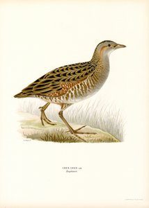Corn Crake (litografía en color)