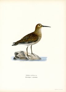 Picogordo (litografía en color) de Magnus Ferdinand and Wilhelm von Wright
