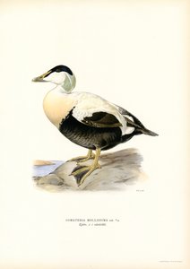 Pato de Eider (litografía en color) de Magnus Ferdinand and Wilhelm von Wright