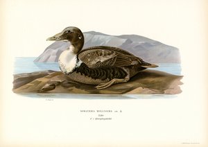 Pato de Eider (litografía en color) de Magnus Ferdinand and Wilhelm von Wright