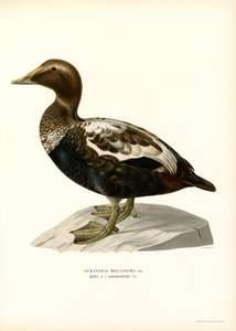 Pato de Eider (litografía en color)