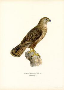 Ratonero común (litografía en color) de Magnus Ferdinand and Wilhelm von Wright