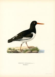 Ostrero común (litografía en color) de Magnus Ferdinand and Wilhelm von Wright