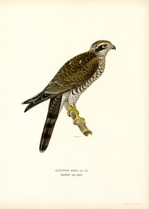 Gavilán común (litografía en color) de Magnus Ferdinand and Wilhelm von Wright