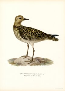 Chorlito dorado europeo (litografía en color) de Magnus Ferdinand and Wilhelm von Wright