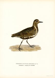 Chorlito dorado europeo (litografía en color) de Magnus Ferdinand and Wilhelm von Wright
