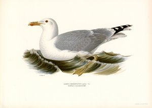 Gaviota argéntea europea (litografía en color) de Magnus Ferdinand and Wilhelm von Wright